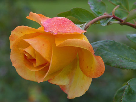 Nőnapi rózsa